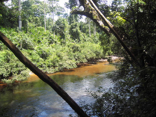 Taman Negara