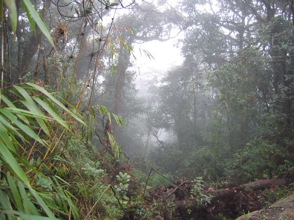 Jungle des Cameron Highlands