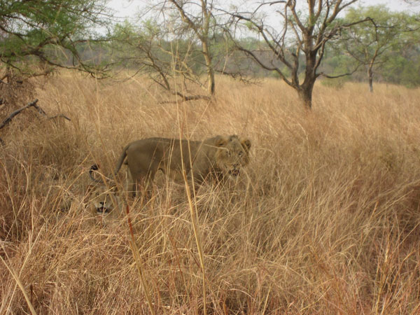 Lions au Pendjari
