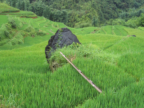 Rizières au Vietnam