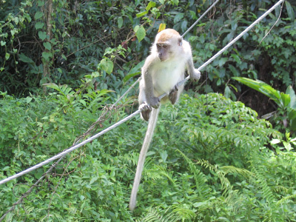 Singe en Malaisie